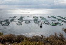 Αμβρακικός: Μόλις 0,11% του Κόλπου η παραγωγική έκταση για ιχθυοκαλλιέργειες