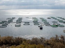 Αμβρακικός: Μόλις 0,11% του Κόλπου η παραγωγική έκταση για ιχθυοκαλλιέργειες