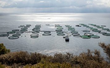 Αμβρακικός: Μόλις 0,11% του Κόλπου η παραγωγική έκταση για ιχθυοκαλλιέργειες