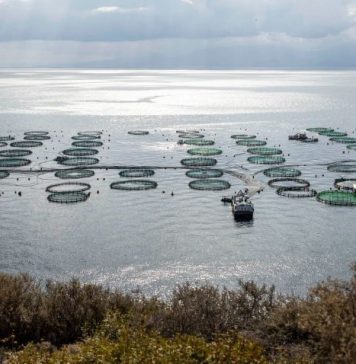 Αμβρακικός: Μόλις 0,11% του Κόλπου η παραγωγική έκταση για ιχθυοκαλλιέργειες