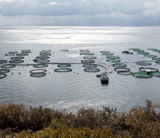 Δυτική Ελλάδα: Ξεκινά η υποβολή αιτήσεων στο πρόγραμμα «Μεταποίηση Προϊόντων Αλιείας και Υδατοκαλλιέργειας»