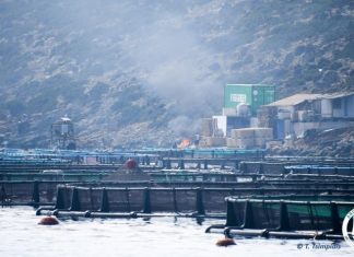 Παρέμβαση του Ινστιτούτου Θαλάσσιας Προστασίας «Αρχιπέλαγος» στη συνεδρίαση του Περιφερειακού Συμβουλίου Δυτικής Ελλάδας