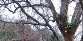 Καταγγελία στο Δασαρχείο Μεσολογγίου για τον κρεμασμένο λύκο