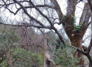 Καταγγελία στο Δασαρχείο Μεσολογγίου για τον κρεμασμένο λύκο