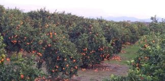 Στήριξη ζητούν οι καλλιεργητές εσπεριδοειδών της Στράτου