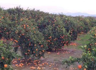 Στήριξη ζητούν οι καλλιεργητές εσπεριδοειδών της Στράτου