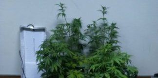 Βόνιτσα: Συνελήφθη με υδροπονική καλλιέργεια κάνναβης στο σπίτι του