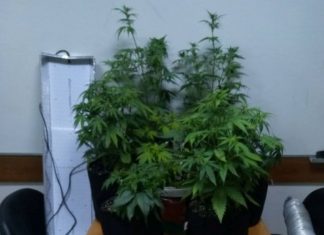 Βόνιτσα: Συνελήφθη με υδροπονική καλλιέργεια κάνναβης στο σπίτι του