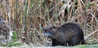 Οι μυοκάστορες απειλούν τις καλλιέργειες στην Αιτωλοακαρνανία