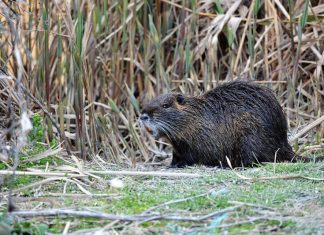 Οι μυοκάστορες απειλούν τις καλλιέργειες στην Αιτωλοακαρνανία