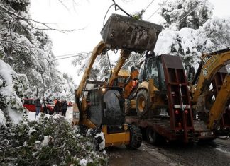 Δεν φταίνε τα δέντρα των βορείων προαστείων