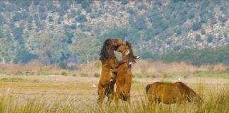 Μια νομοθεσία που δεν προστατεύει ούτε τους ανθρώπους, ούτε τα ζώα