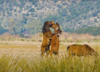 Μια νομοθεσία που δεν προστατεύει ούτε τους ανθρώπους, ούτε τα ζώα