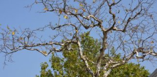 Νέα τηλεδιάσκεψη για το «μεταχρωματικό έλκος πλατάνου»