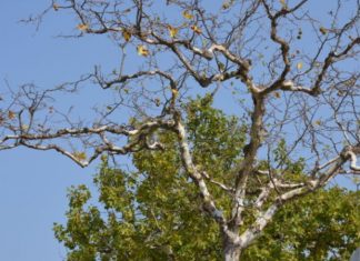 Eξώδικο από την «Act now-Παρέμβαση Τώρα» για τα πλατάνια της Τριχωνίδας