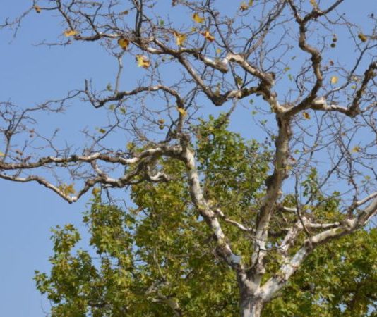 Ημερίδα στο Θέρμο για το μεταχρωματικό έλκους του πλατάνου