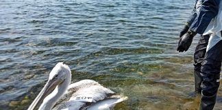 “Μαΐστρος”: Ο πρώτος Αργυροπελεκάνος με πομπό στη Δυτική Ελλάδα