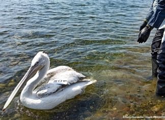 “Μαΐστρος”: Ο πρώτος Αργυροπελεκάνος με πομπό στη Δυτική Ελλάδα