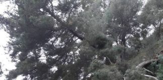 Συνεχίζονται και φέτος ο καθαρισμός και η κοπή δέντρων στο Κάστρο Ναυπάκτου