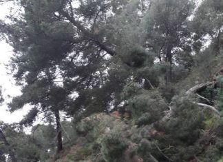 Συνεχίζονται και φέτος ο καθαρισμός και η κοπή δέντρων στο Κάστρο Ναυπάκτου