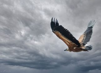 Διάκριση Αιτωλοακαρνάνων φωτογράφων σε πανελλήνιο φωτογραφικό διαγωνισμό για τις περιοχές Natura