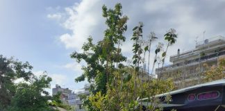 Δήμος Αγρινίου : Όχι λύματα στα δένδρα των κοινόχρηστων χώρων