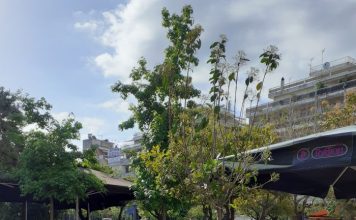 Νέα δένδρα φυτεύτηκαν στην πλατεία Δημοκρατίας