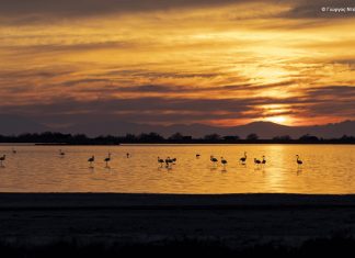 Διάκριση σε διαγωνισμό φωτογραφίας για το Γιώργο Ντέκα
