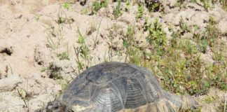 Καταγραφή εξάπλωσης και αξιολόγηση της κατάστασης διατήρησης της κρασπεδωτής χελώνας στο Εθνικό Πάρκο Λιμνοθαλασσών Μεσολογγίου – Αιτωλικού