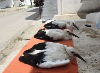 13 πελαργάκια δακτυλιώθηκαν στο Εθνικό Πάρκο Λιμνοθάλασσας Μεσολογγίου