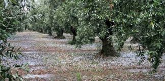 Aποζημιώσεις στο 100% της ζημιάς από το χαλάζι ζητά η Ομοσπονδία Αγροτικών Συλλόγων Αιτωλοακαρνανίας
