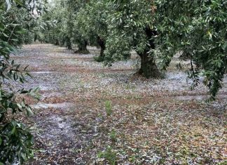 Eλαιοπαραγωγοί: Ο ΕΛΓΑ δεν τους καλύπτει, το νέο μητρώο τους απειλεί με πρόστιμα