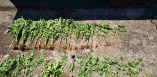 Χασισοκαλλιεργητής με 46 δενδρύλλια συνελήφθη στο Μεσολόγγι