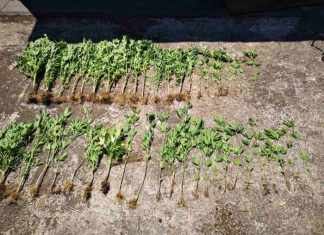 Χασισοκαλλιεργητής με 46 δενδρύλλια συνελήφθη στο Μεσολόγγι