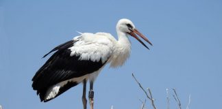 Για πρώτη φορά δορυφορικοί πομποί σε Λευκούς Πελαργούς στο Εθνικό Πάρκο Λιμνοθαλασσών Μεσολογγίου – Αιτωλικού