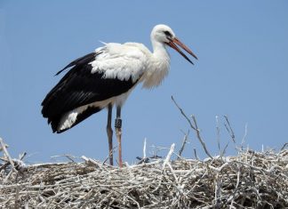Για πρώτη φορά δορυφορικοί πομποί σε Λευκούς Πελαργούς στο Εθνικό Πάρκο Λιμνοθαλασσών Μεσολογγίου – Αιτωλικού