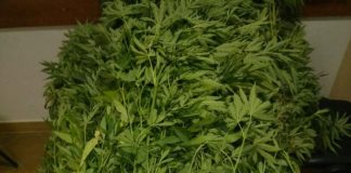 Συνελήφθη επ΄αυτοφώρω χασισοκαλλιεργητής στη Νεάπολη Αγρινίου