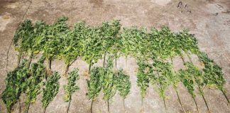 Συνελήφθησαν δύο χασισοκαλλιεργητές στο Γαλατά