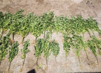 Συνελήφθησαν δύο χασισοκαλλιεργητές στο Γαλατά