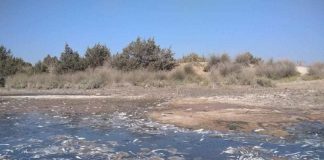 Χιλιάδες νεκρά ψάρια στις εκβολές Αχελώου