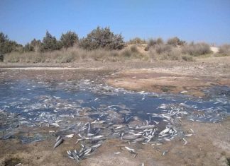 Χιλιάδες νεκρά ψάρια στις εκβολές Αχελώου