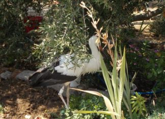Περίθαλψη τραυματισμένων ειδών ορνιθοπανίδας στην Προστατευόμενη Περιοχή Λιμνοθαλασσών Μεσολογγίου – Αιτωλικού