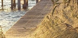 Εμφανίστηκαν πάλι οι αράχνες στο Αιτωλικό