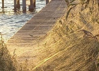 Εμφανίστηκαν πάλι οι αράχνες στο Αιτωλικό