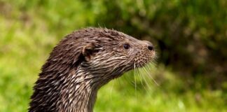 Καταγραφή της παρουσίας της βίδρας στην περιοχή ευθύνης του Φορέα Διαχείρισης