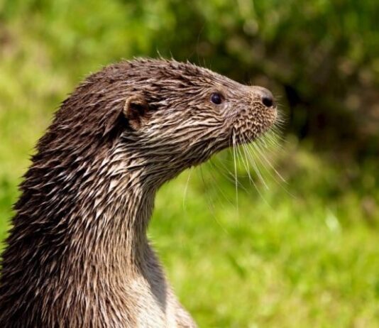 Καταγραφή της παρουσίας της βίδρας στην περιοχή ευθύνης του Φορέα Διαχείρισης