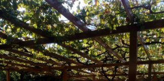 Εκδήλωση για την τρίτη ηλικία στο Γηροκομείο Αγρινίου