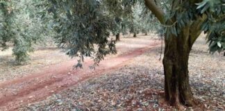 Μεγάλες καταστροφές από το χαλάζι στη Σταμνά – Eπικοινωνία Λύρου με τον προϊστάμενο του ΕΛΓΑ