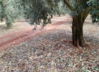 Μεγάλες καταστροφές από το χαλάζι στη Σταμνά – Eπικοινωνία Λύρου με τον προϊστάμενο του ΕΛΓΑ