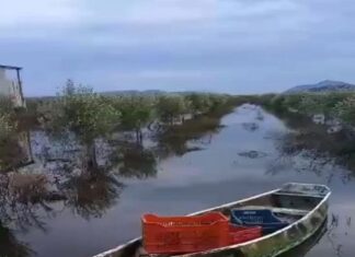 Παγκόσμια πατέντα η συγκομιδή ελιών με …κανό στις Οινιάδες!